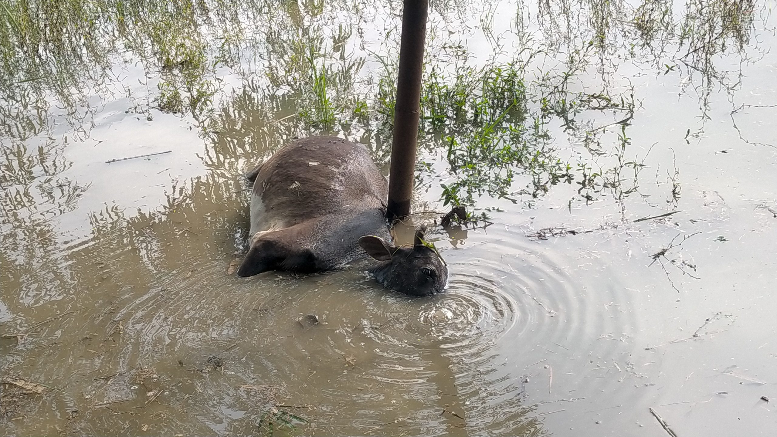 জুড়ীতে বিদ্যুৎস্পৃষ্ঠে একটি ষাঁড়ের মৃত্যু হয়েছে