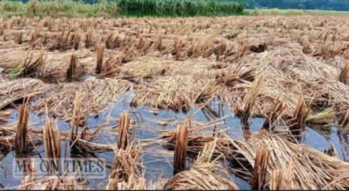 নওগাঁয় মাঠেই পঁচে যাচ্ছে বোরো ধান,বিপাকে পড়ছেন কৃষকরা