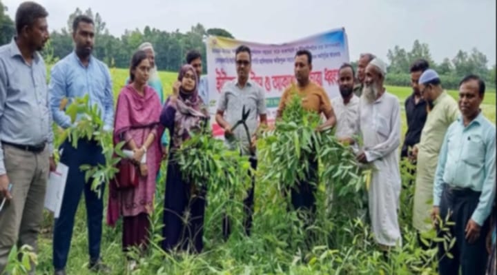 নওগাঁ জেলার মান্দায় নার্সারি পল্লীতে ইউএনও’র অভিযান; সাড়ে ১৩ হাজার ইউক্যালিপটাসের চারা নিধন