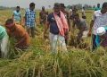 নওগাঁর মহাদেবপুর উপজেলায় কৃষকের ধান কেটে দিলেন নওগাঁ-৩ আসনের এমপি ফজলে হুদা বাবুল