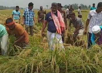 নওগাঁর মহাদেবপুর উপজেলায় কৃষকের ধান কেটে দিলেন নওগাঁ-৩ আসনের এমপি ফজলে হুদা বাবুল