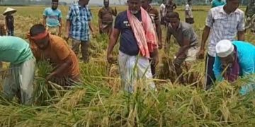নওগাঁর মহাদেবপুর উপজেলায় কৃষকের ধান কেটে দিলেন নওগাঁ-৩ আসনের এমপি ফজলে হুদা বাবুল