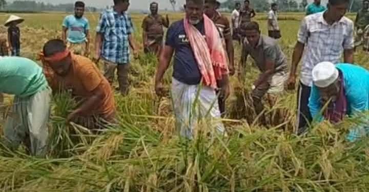 নওগাঁর মহাদেবপুর উপজেলায় কৃষকের ধান কেটে দিলেন নওগাঁ-৩ আসনের এমপি ফজলে হুদা বাবুল